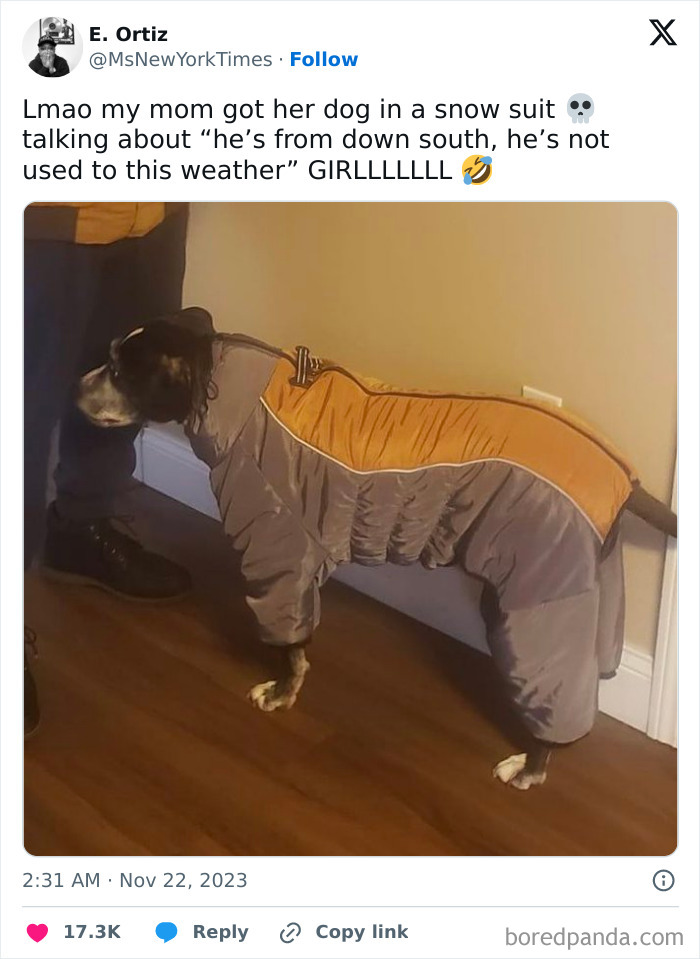 Dog wearing a snow suit indoors, highlighting funny parents' humor in dressing pets for cold weather.