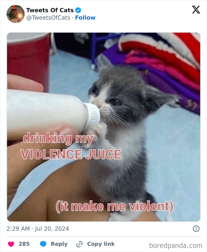 Kitten drinking from a bottle with meme text humor, showcasing quirky cat memes and their delightfully odd behavior.