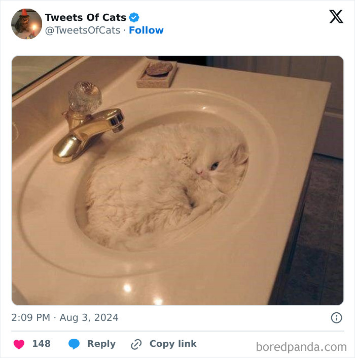 White fluffy cat curled up and sleeping inside a bathroom sink, showcasing quirky cat behavior and odd creatures.