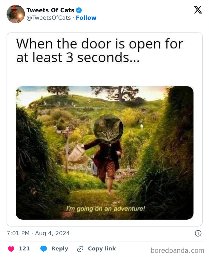 Meme showing a cat head on a running person with text about cats’ quirky behavior when doors are open briefly.