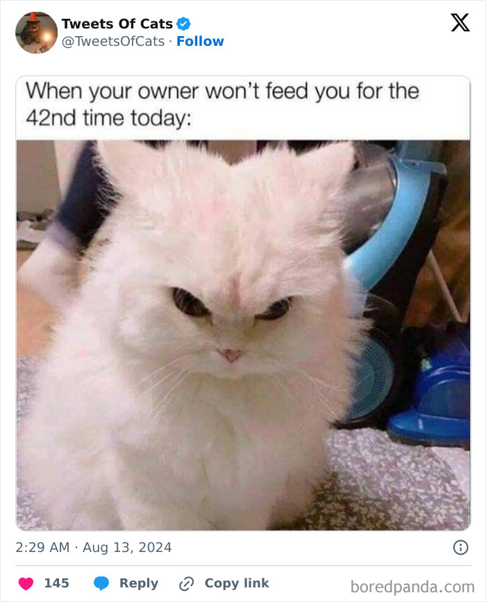 White fluffy cat with grumpy expression illustrating quirky cat memes about their delightfully odd behavior.