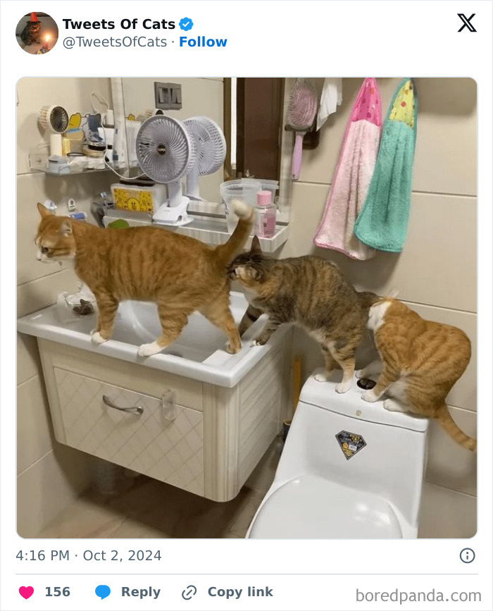 Three quirky cats exploring a bathroom sink and toilet, showcasing their delightfully odd creatures behavior.