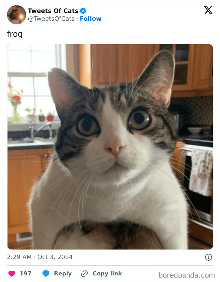 Close-up of a quirky cat with wide eyes in a kitchen, showcasing one of the delightfully odd creatures known as cats.