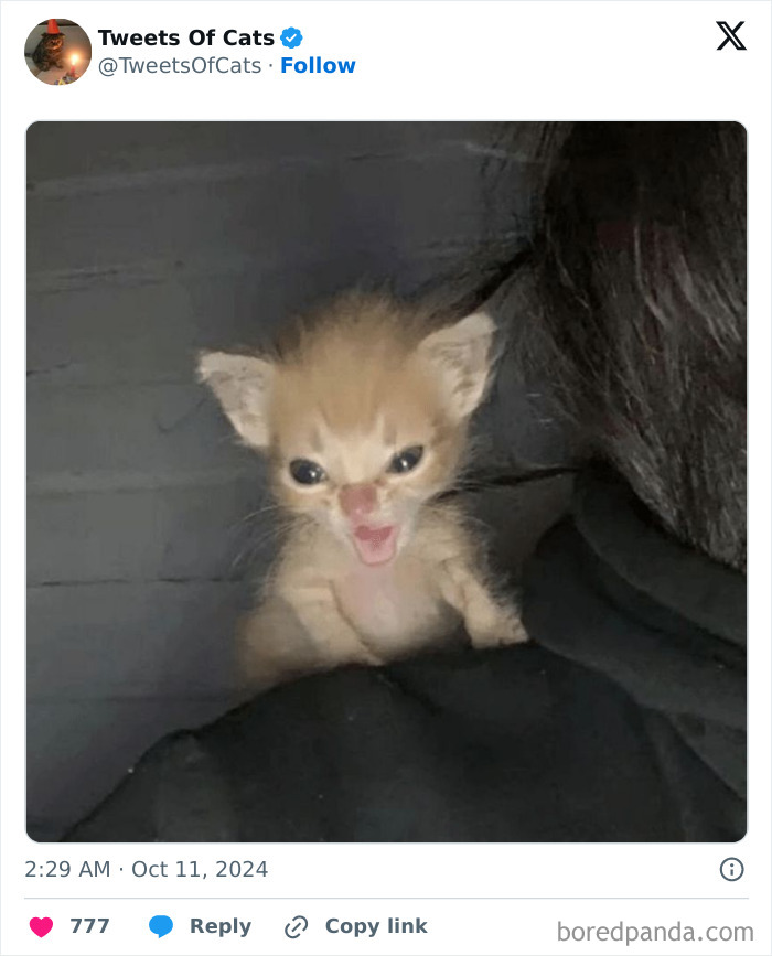 A quirky orange kitten with an open mouth, showing its delightfully odd and playful cat behavior.