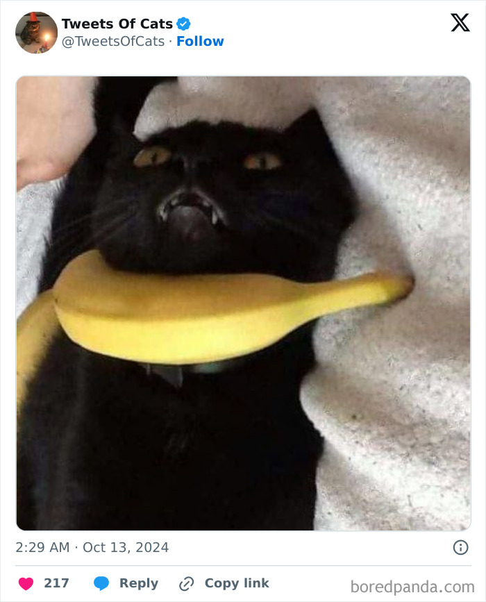 Black cat making a funny face with a banana positioned across its neck, showing quirky cat meme humor.