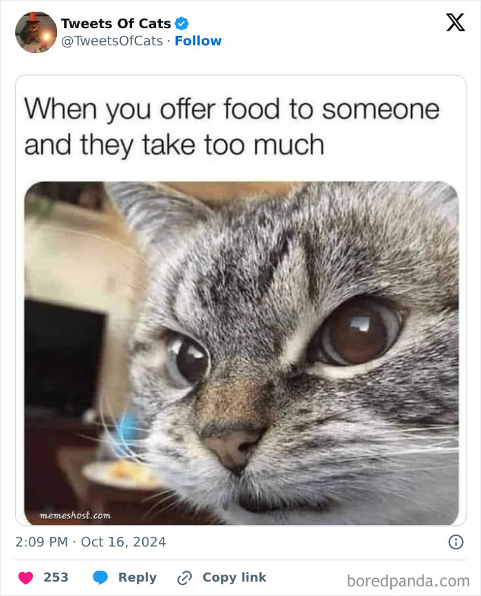 Close-up of a quirky cat with large eyes looking displeased, showcasing delightfully odd cat behavior in a meme format.