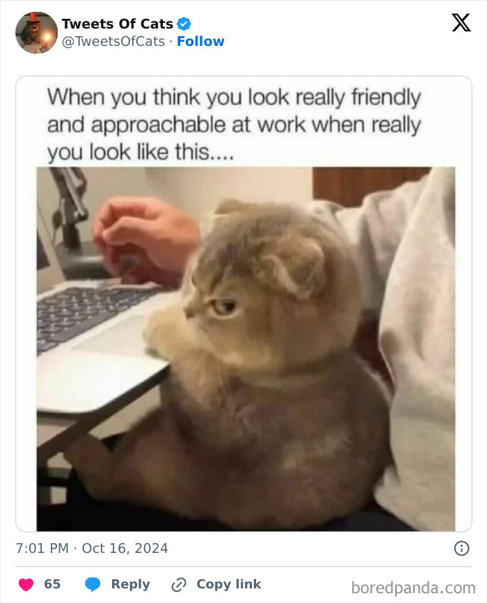 Cat sitting on a person's lap looking unamused by a laptop, showing quirky cat memes of delightfully odd creatures.