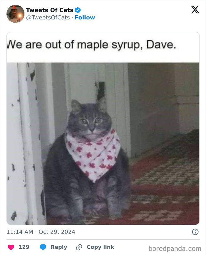 Chubby cat wearing a patterned bandana sitting indoors on a carpet, showcasing quirky cat meme humor.