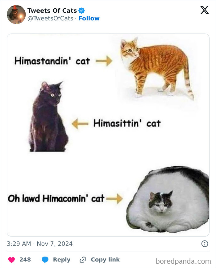 Three quirky cats humorously labeled as himastandin, himasittin, and himacomin, showcasing their delightfully odd poses.