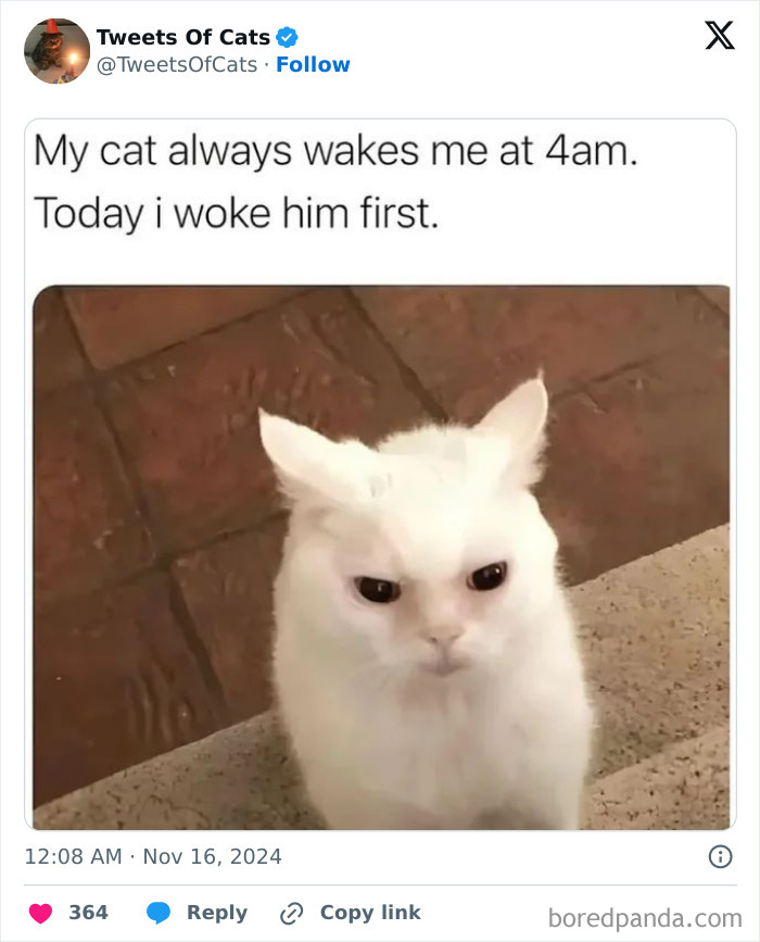 White cat with an annoyed expression sitting on stairs, showing quirky cat meme humor about waking up early.