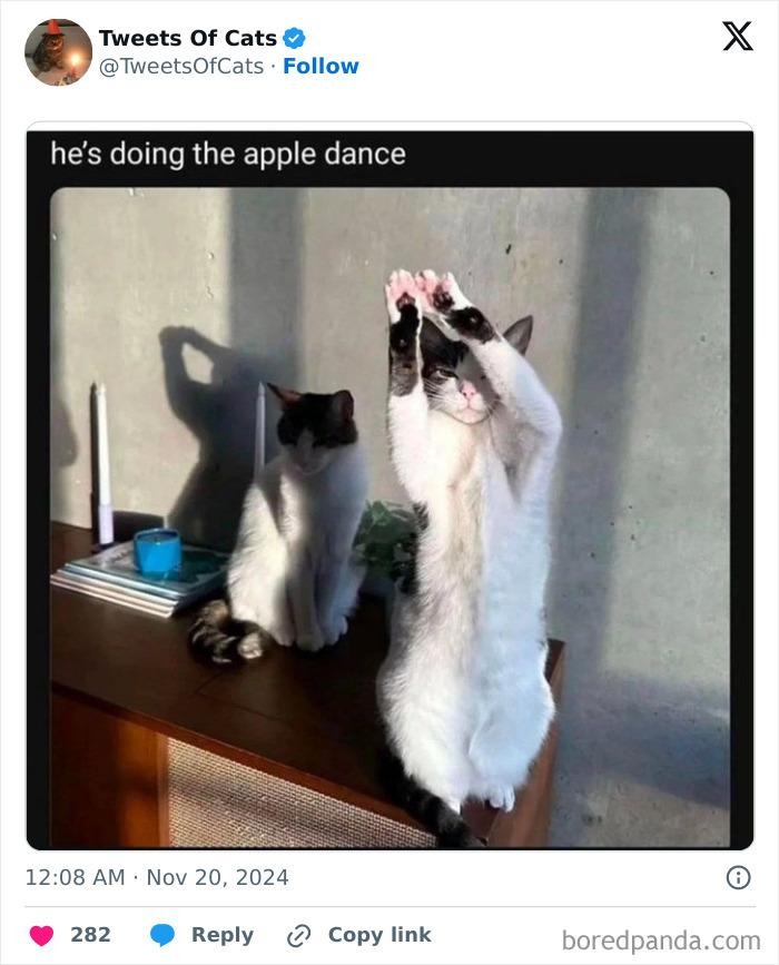 Two quirky cats on a table, one standing with paws raised, showcasing delightfully odd cat behavior and charm.