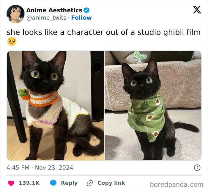 Black cat with large eyes wearing a green scarf and a colorful sweater, featured in cute cat memes collection.