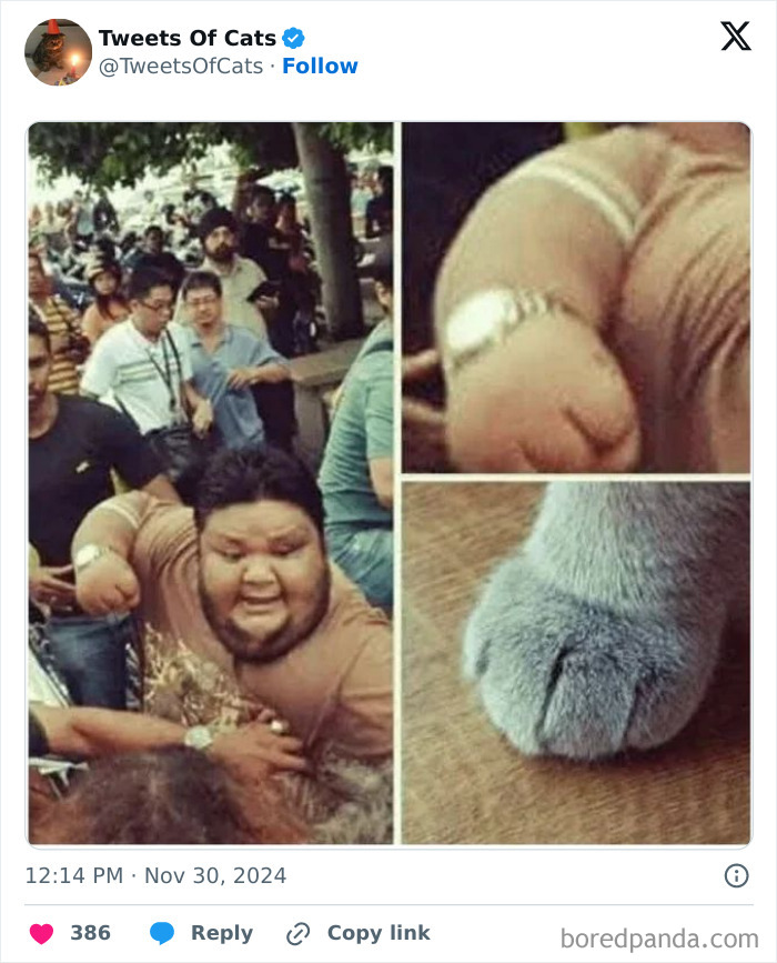 A funny collage comparing a clenched human fist and a cat paw, showcasing quirky cat memes and odd creatures.