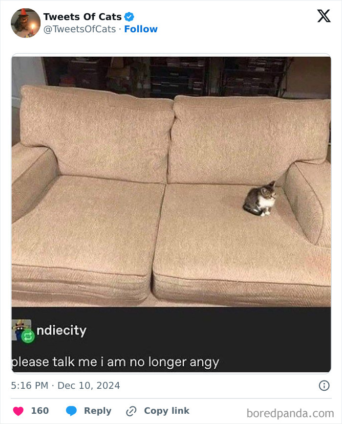 Small cat sitting alone on a large beige couch, showcasing quirky cat meme humor and odd cat behavior.
