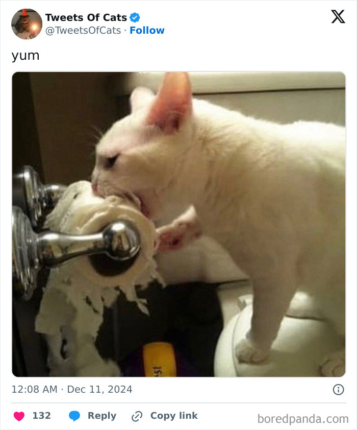 White cat biting and shredding toilet paper roll, showcasing quirky cat behavior and odd creature antics in a bathroom setting.