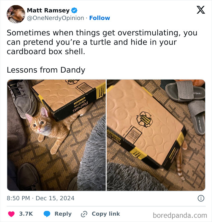 Orange cat trying hiding from its owner by slipping under a cardboard box in a playful fail moment.