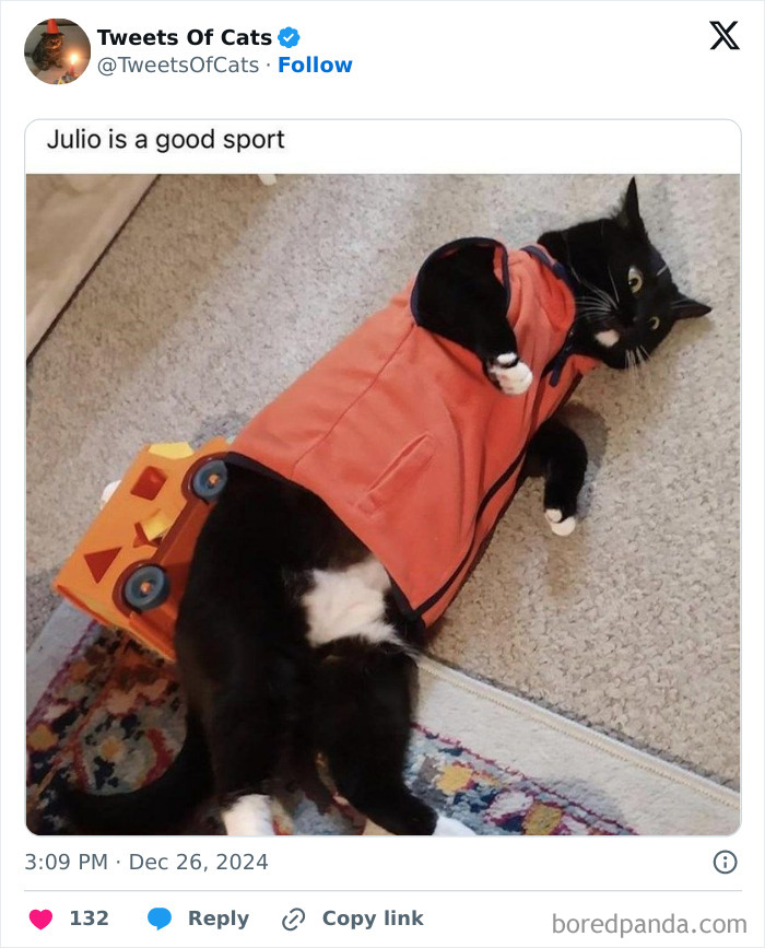 Black and white cat wearing a jacket lying on carpet with a toy truck, showing quirky cat meme vibes.