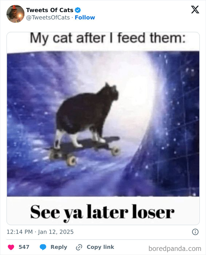 Cat meme showing a black and white cat riding a skateboard in space, highlighting quirky cat memes and odd cat behavior.