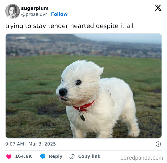 Small white dog with a red collar standing on grass, capturing a moment for introvert memes after socializing.