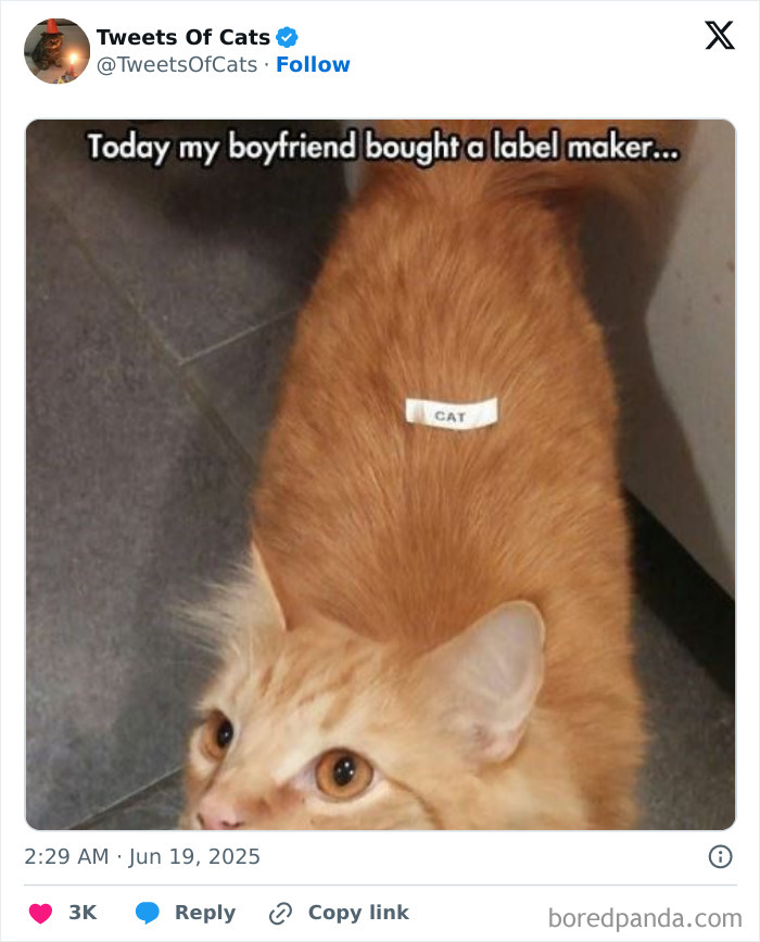 Orange cat with a label reading CAT on its back, showcasing quirky cat memes and their delightfully odd creatures.