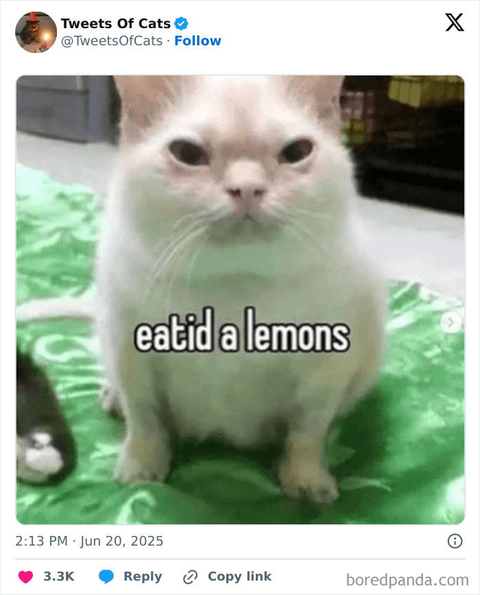 Cat on green fabric with text eatid a lemons, showcasing quirky cat memes that prove they’re delightfully odd creatures.