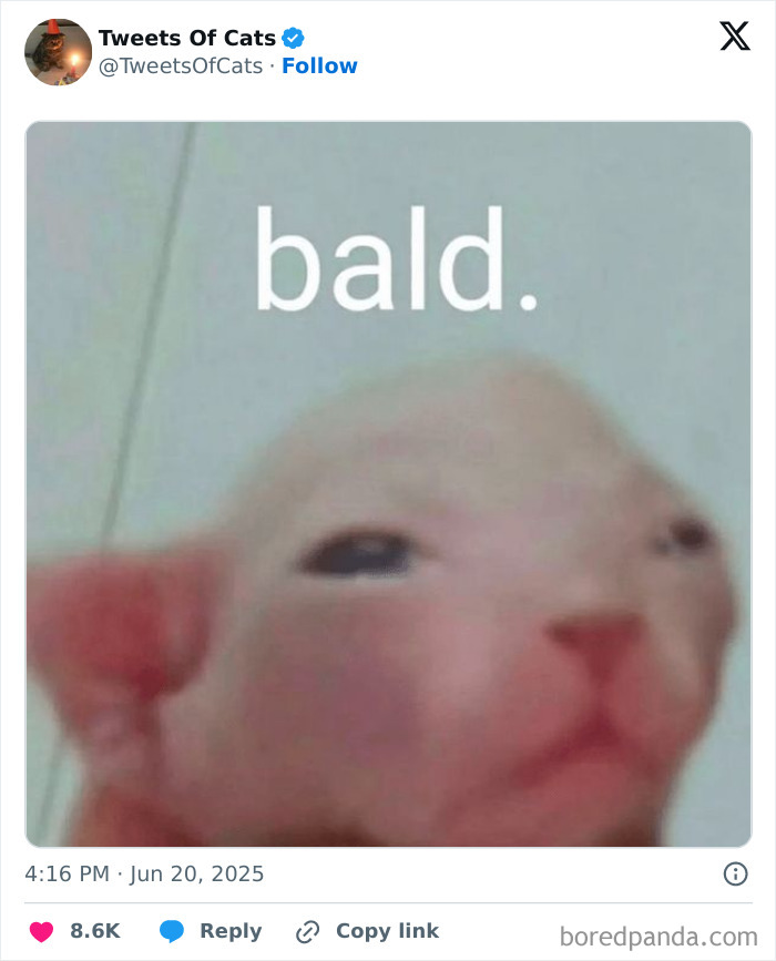 Hairless cat with a blurred face looking sleepy, with the word bald above it in a quirky cat meme style
