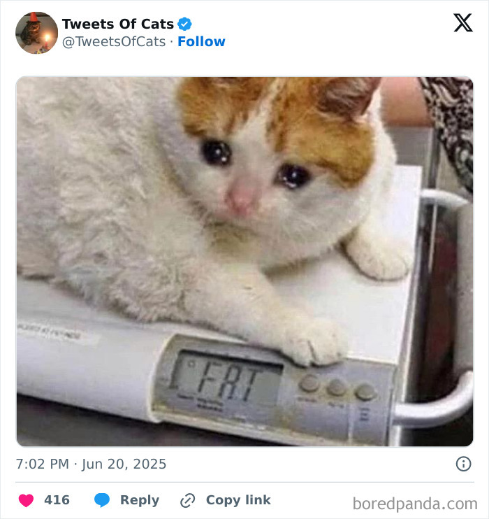 A quirky cat with sad eyes lying on a scale showing the word fat, highlighting odd cat memes.