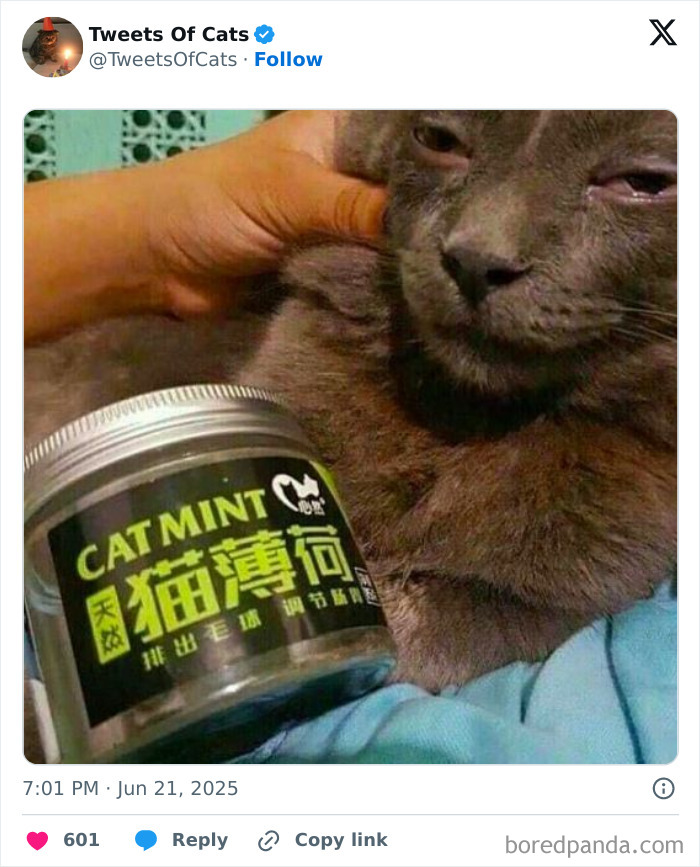 A quirky cat looking relaxed and slightly odd while a hand holds a jar of cat mint beside it.