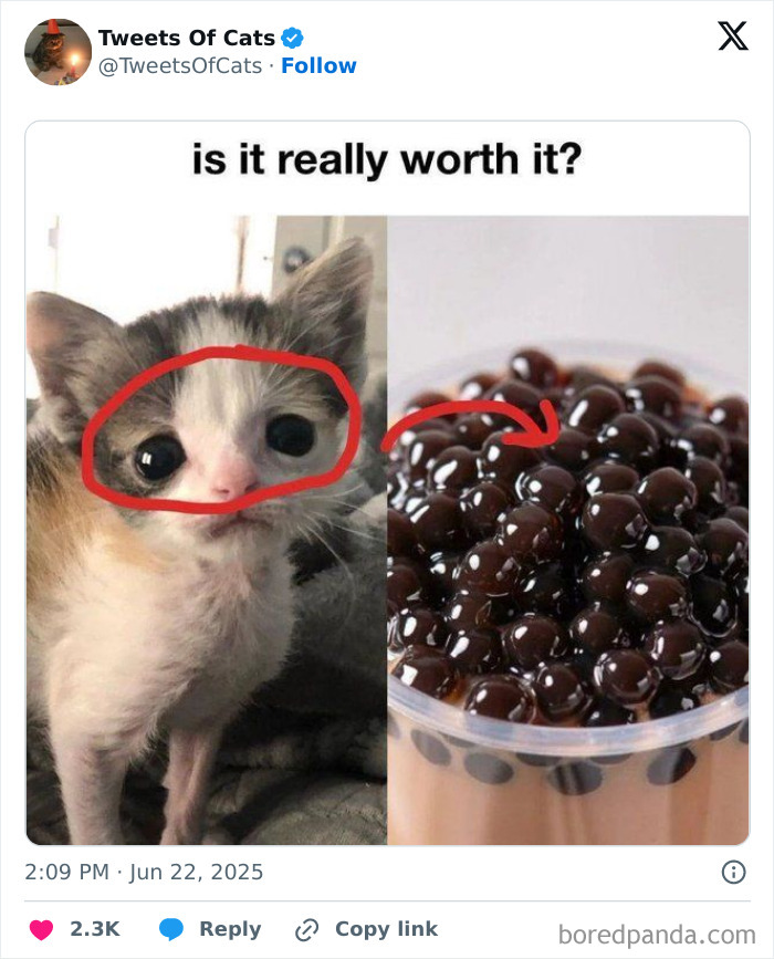 Kitten with oddly large eyes circled next to a cup of black boba pearls, highlighting quirky cat memes about odd creatures.