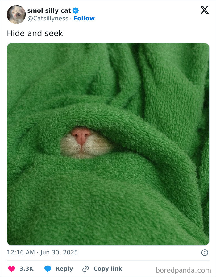 Cat hiding under a green blanket with only its nose visible, one of the pets who tried hiding but did a bad job.