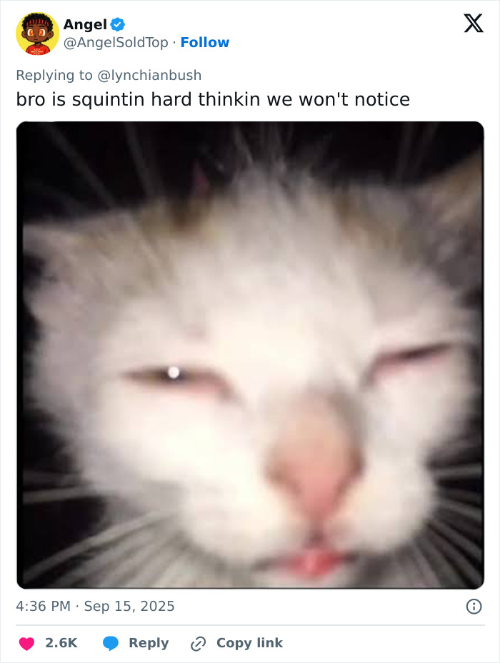 Alt text: Close-up of a cat squinting with blurred eyes, humorously linked to Chris Pratt's weird prayer style in a viral clip. Alt text: Close-up of a cat squinting with blurred eyes, humorously linked to Chris Pratt's weird prayer style in a viral clip.