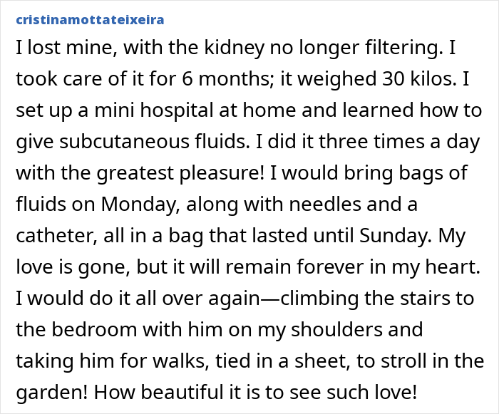Alt text: A heartfelt tribute sharing the loving care and memories of Theo the Golden Retriever who touched thousands of lives. Alt text: A heartfelt tribute sharing the loving care and memories of Theo the Golden Retriever who touched thousands of lives.