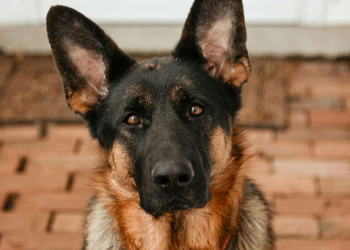 “Fatal Familial Insomnia”: 50 Creepy True Stories That Might Give You Nightmares (Trigger Warning)