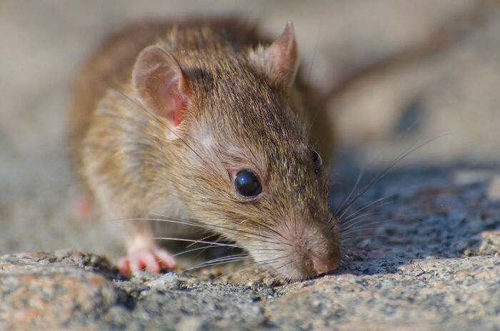 Close-up of a small brown rat on a rocky surface, illustrating mind-boggling conversations adults might have.