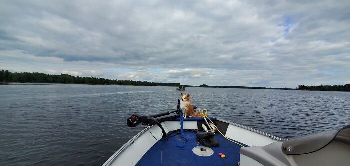 Captain Archie, He Just Loved Being On The Boat, Not Afraid Of Anything. Pic Taken On A Lake In North Quebec