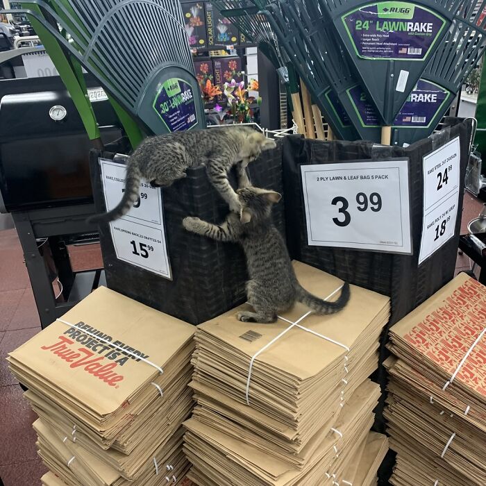 Two adorable cats playing on stacked paper bags in a store, captured as part of adorable cats top-tier work collection.