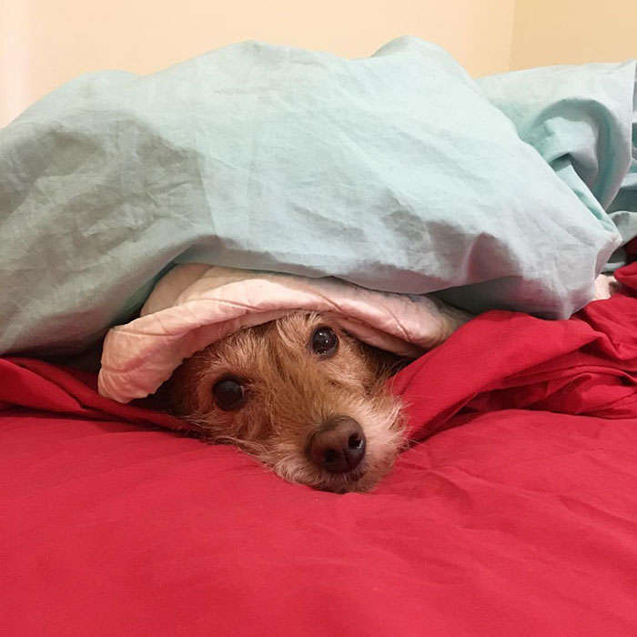 Small dog hiding under blankets on a red bed, attempting to hide but clearly visible to its owner.