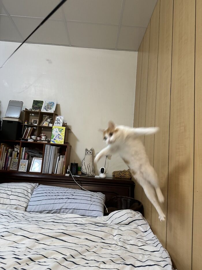 White and orange cat jumping mid-air over a striped bed in a cozy room with cat-themed decorations.