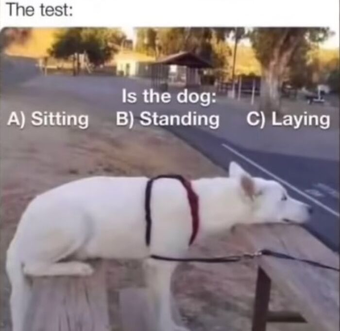 Dog humor meme with a dog appearing to be lying down but actually standing, relatable to EMT and paramedic humor.