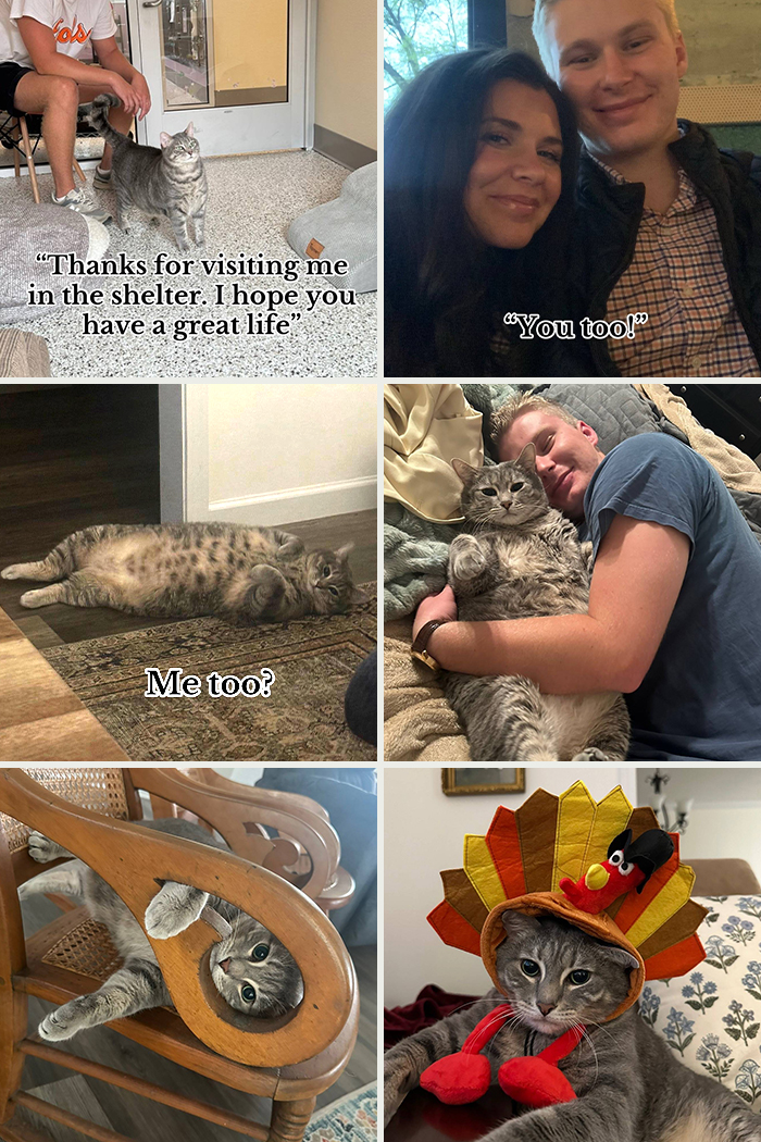 Adoption pics showing happy moments of a rescued cat enjoying a loving home and playful environments.