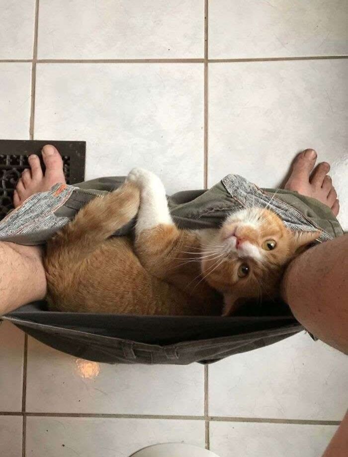 Orange and white cat cuddling inside a person’s pants on a tiled floor, showcasing an adorable animal moment.