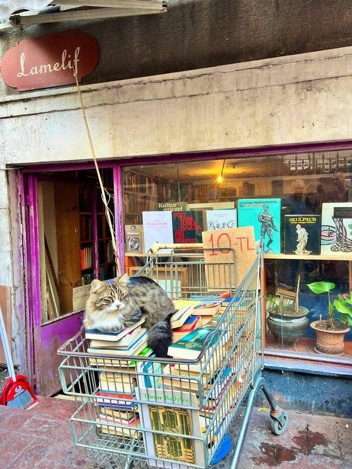 Cat resting on a pile of books inside a shopping cart outside a bookstore, showcasing adorable cats in cozy settings.