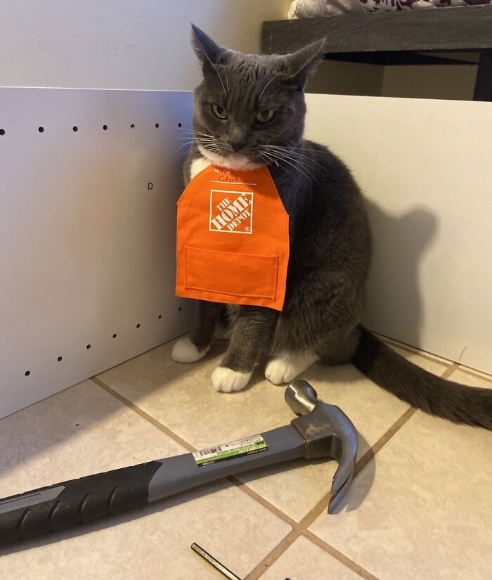 Gray and white cat wearing a Home Depot apron sitting on tile floor next to a hammer, adorable cats at work.