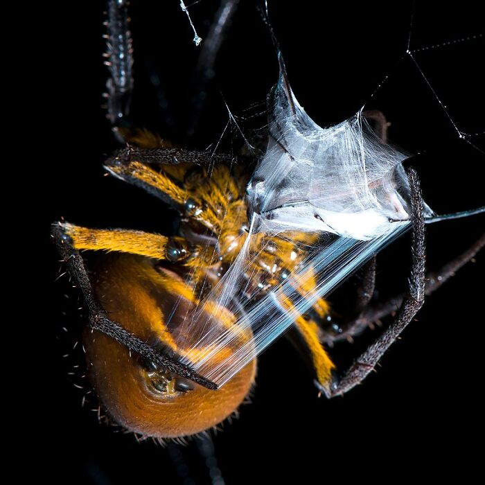 Close-up wildlife photo of a spider wrapping its prey in a web, showcasing nature's intricate hunting behavior.