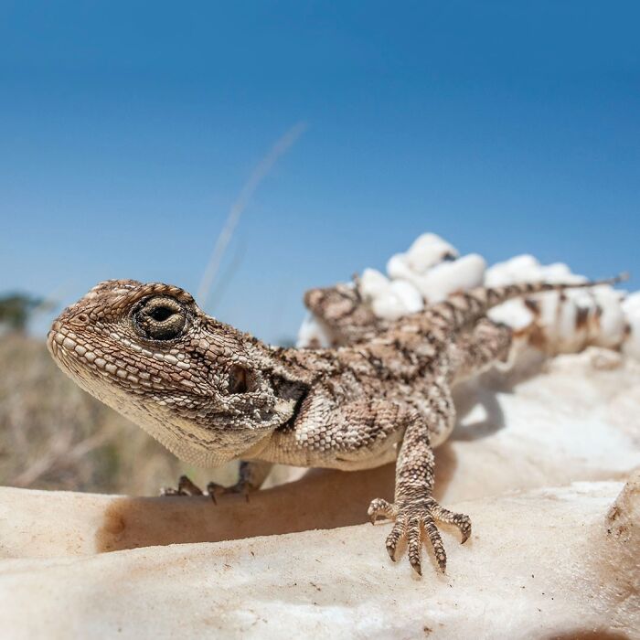 Close-up of a lizard on a rock showcasing breathtaking wildlife in a natural outdoor setting under clear blue sky.