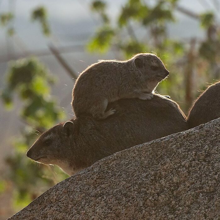 Two small mammals resting on a rock in a natural setting, showcasing breathtaking wildlife close to nature.