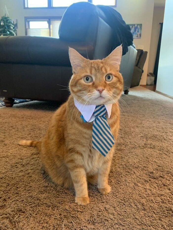 Adorable orange cat wearing a striped tie sitting on carpet in a cozy living room setting for top-tier work.