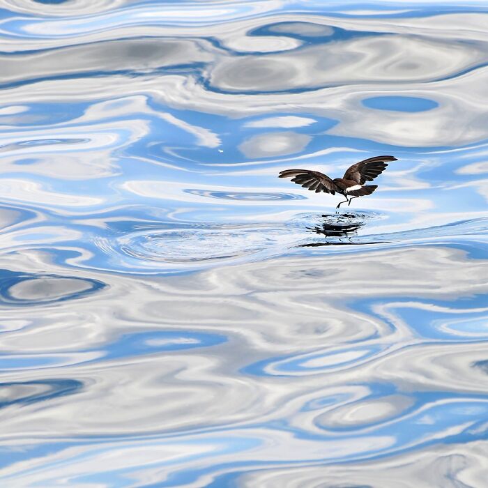 Small bird skimming over reflective water surface in a breathtaking wildlife photo capturing nature up close.