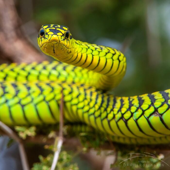 Close-up of bright yellow and black snake showcasing detailed scales in stunning wildlife nature photography.