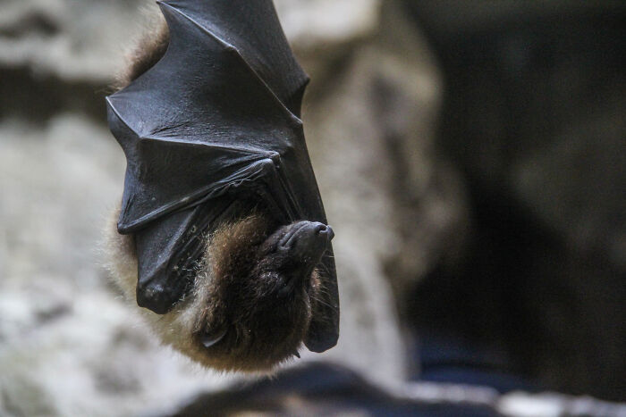 Bat hanging upside down in a dark cave, illustrating unusual school incidents involving shocking behaviors and secrets.